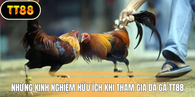 Những kinh nghiệm hữu ích khi tham gia đá gà TT88